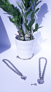 a plant in a pot on a table